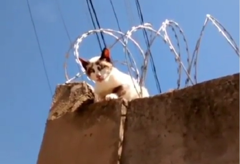 Vídeo: Bombeiros Resgatam Gato Preso Em Concertina No JK Em Sete Lagoas ...