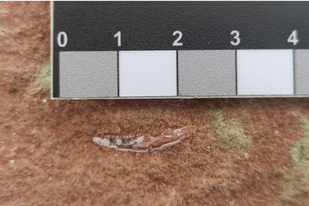 Mandíbula de lagarto encontrada em rocha de 80 milhões de anos em Uberaba — Foto: Complexo Cultural e Científico de Peirópolis / Divulgação 