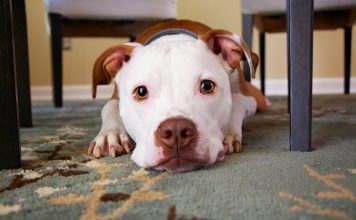 Pitbull solto provoca queda de motociclista em Sete Lagoas