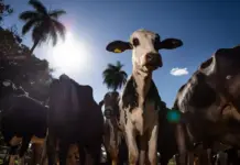 União Europeia confirma veto a carnes, peixes, mel e outros produtos de origem animal do Brasil