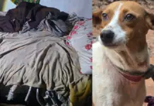 Mulher é resgatada em situação de abandono e 12 cães são encontrados em maus-tratos em Cachoeira da Prata