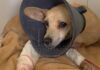Jovem resgata cachorrinha atropelada e mobiliza campanha para custear tratamento em Sete Lagoas