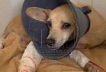 Jovem resgata cachorrinha atropelada e mobiliza campanha para custear tratamento em Sete Lagoas