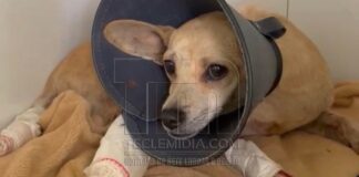 Jovem resgata cachorrinha atropelada e mobiliza campanha para custear tratamento em Sete Lagoas