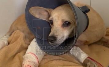 Jovem resgata cachorrinha atropelada e mobiliza campanha para custear tratamento em Sete Lagoas