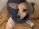 Jovem resgata cachorrinha atropelada e mobiliza campanha para custear tratamento em Sete Lagoas