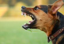 Dupla tenta invadir residência, mas foge após encontrar cães de guarda em Sete Lagoas