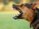 Dupla tenta invadir residência, mas foge após encontrar cães de guarda em Sete Lagoas
