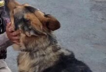 Operação com apoio da ROCCA resulta em prisão por tráfico de drogas em Sete Lagoas